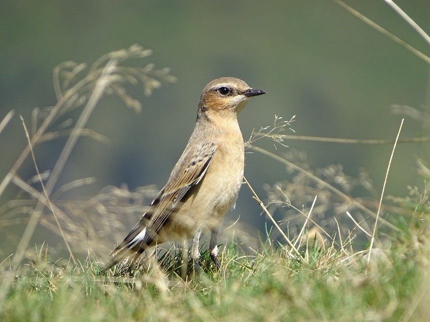 http://files.biolovision.net/www.faune-france.org/userfiles/AtlasOiseauxMigrateurs/photo-2.png
