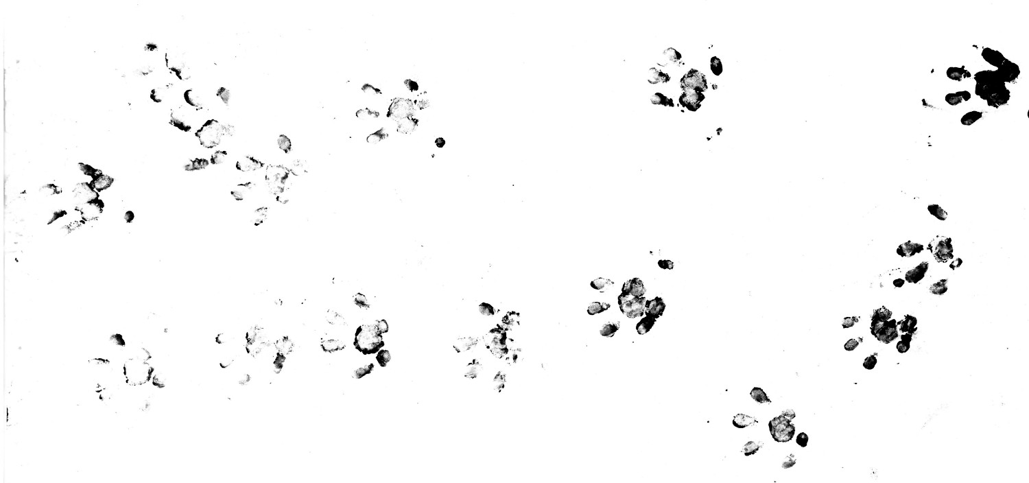 http://files.biolovision.net/www.faune-france.org/userfiles/FauneFrance/FFnews/Empreinteshrissonlite.jpg