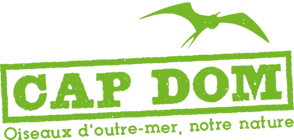 Life+ Cap Dom