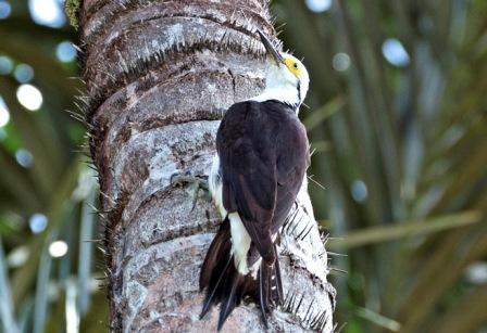 http://files.biolovision.net/www.faune-guyane.fr/pdffiles/news/pic_dominicain550px-7544.jpg Pic Dominicain