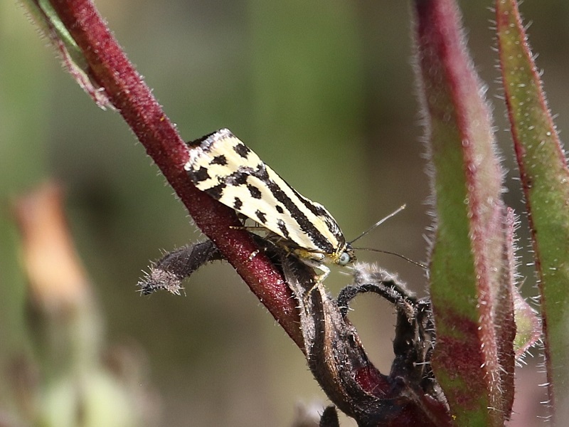 http://files.biolovision.net/www.faune-iledefrance.org/userfiles/Heteroceres/arlequinette.jpg