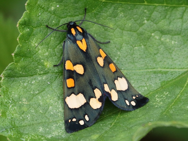http://files.biolovision.net/www.faune-iledefrance.org/userfiles/Heteroceres/ecaillem.jpg
