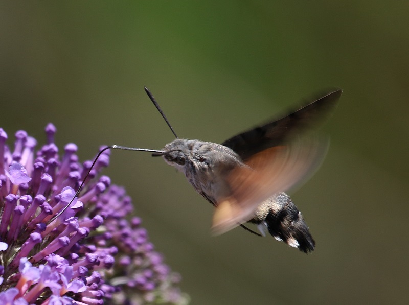 http://files.biolovision.net/www.faune-iledefrance.org/userfiles/Heteroceres/morsphinx.jpg