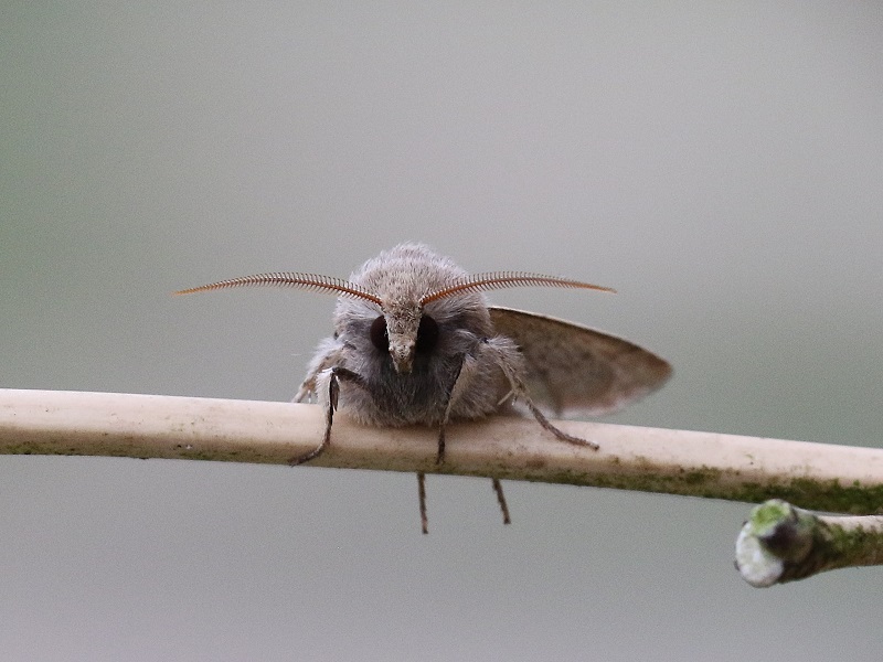 http://files.biolovision.net/www.faune-iledefrance.org/userfiles/Heteroceres/orthosie.jpg