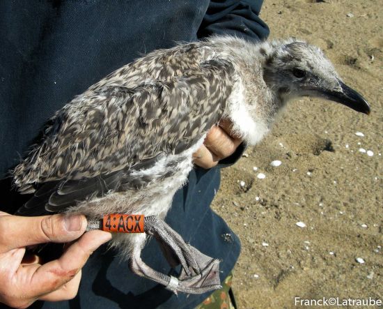 rencontres naturalistes régionales pays de la loire