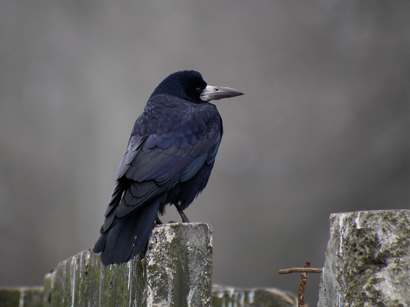 http://files.biolovision.net/www.faune-lorraine.org/userfiles/FREUX2018/DSC06953.jpg