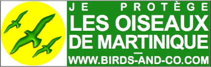 http://files.biolovision.net/www.faune-martinique.org/userfiles/Sticker425.jpg