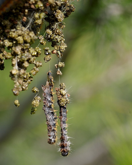 http://files.biolovision.net/www.faune-paca.org/userfiles/Htrocres/1555-4256470-7663.jpg