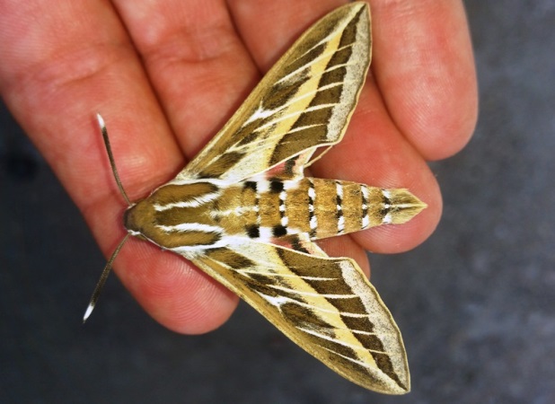 http://files.biolovision.net/www.faune-paca.org/userfiles/Htrocres/31-3921803-5863.jpg