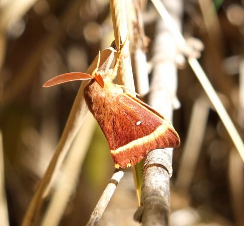 http://files.biolovision.net/www.faune-paca.org/userfiles/Htrocres/33-4055500-3191.jpg