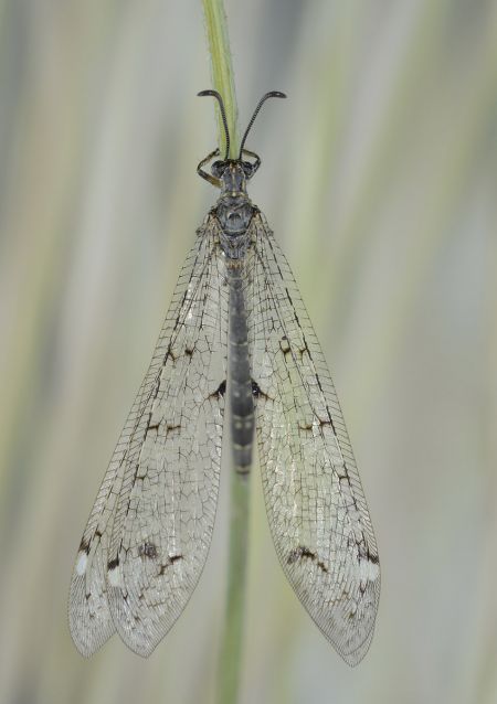 http://files.biolovision.net/www.faune-paca.org/userfiles/Nevropteres/FourmilionlongicorneJean-michelBompar.jpg
