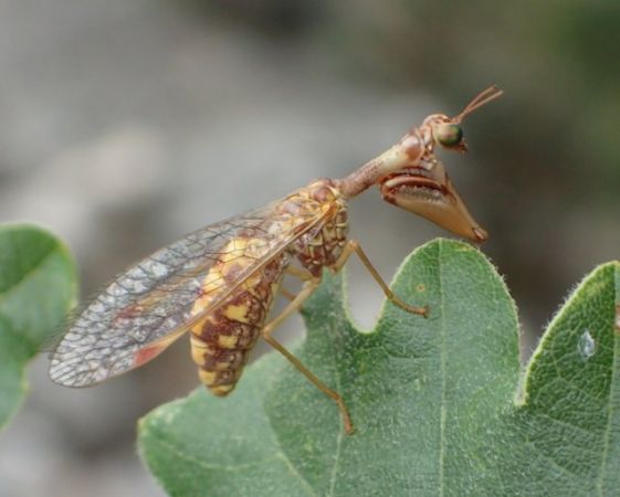 http://files.biolovision.net/www.faune-paca.org/userfiles/Nevropteres/MantispecommunMarie-georgeserie.jpg