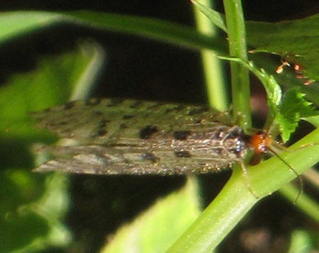 http://files.biolovision.net/www.faune-paca.org/userfiles/Nevropteres/Osmylusfulvicephalusauteurnondiffusdonneeprotegee.jpg