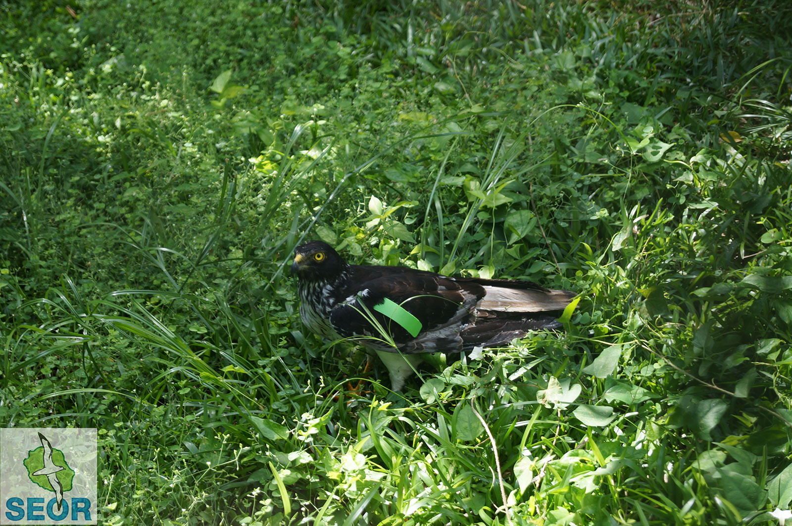 http://files.biolovision.net/www.faune-reunion.fr/userfiles/lecoindunaturaliste/papmarqu.jpg
