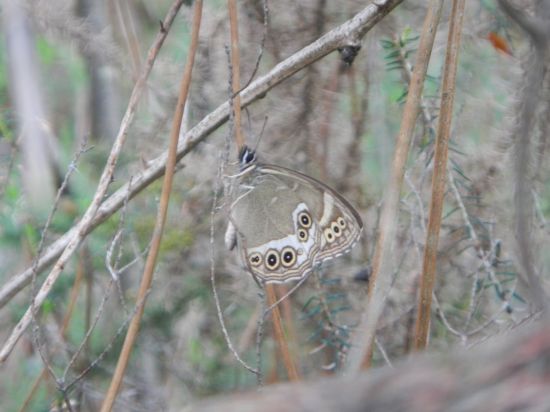 rencontres naturalistes régionales pays de la loire