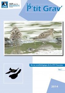 http://files.biolovision.net/www.faune-touraine.org/userfiles/MonDossier/Ptit-Gravcouv-212x300.jpg