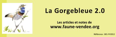 http://files.biolovision.net/www.faune-vendee.org/userfiles/Gb2.0.jpg