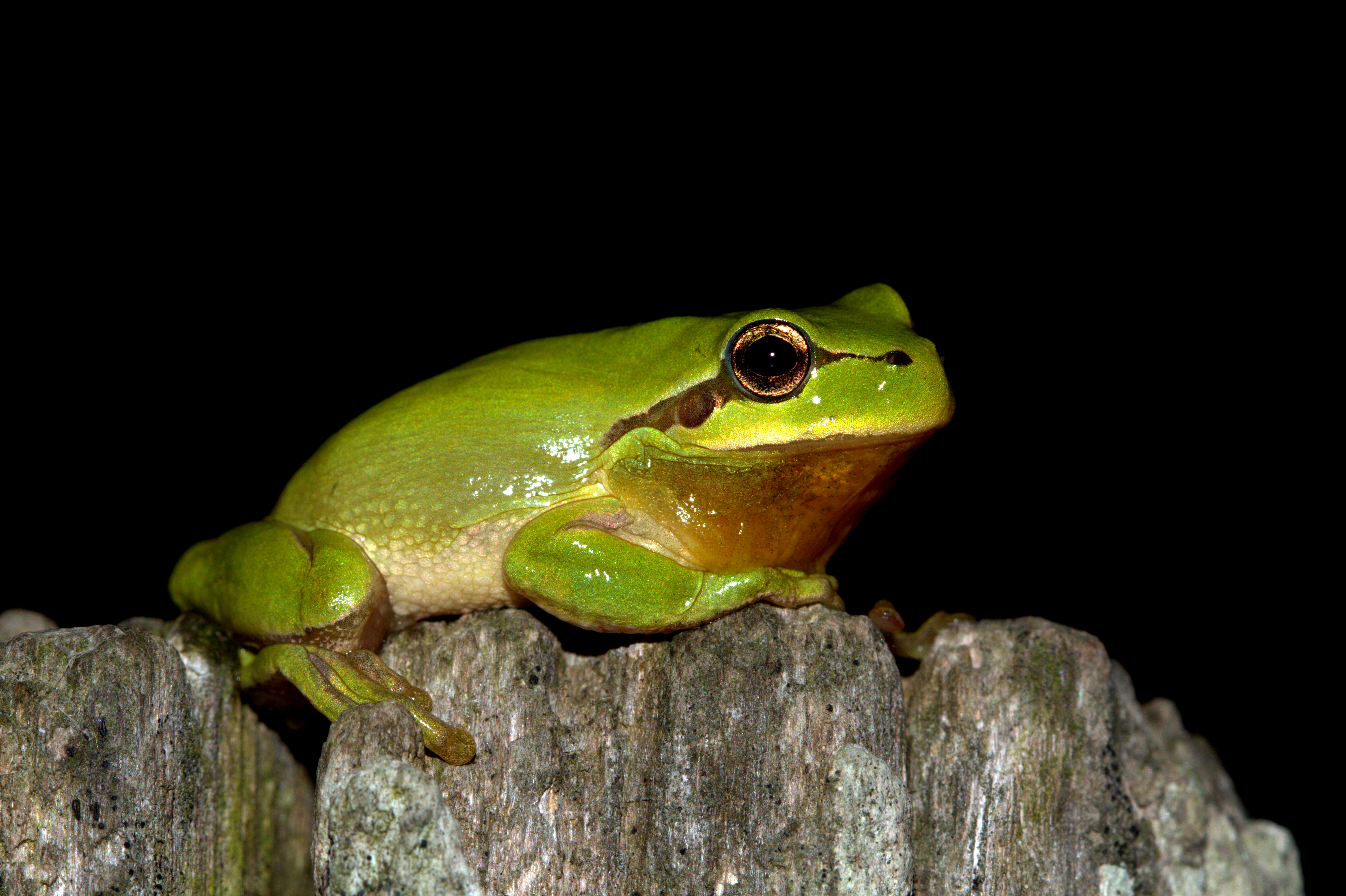 http://files.biolovision.net/www.faune-vendee.org/userfiles/Photos/rainettemridionalejuliensudraud.jpg