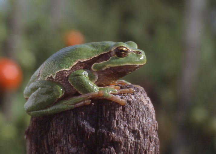 http://files.biolovision.net/www.faune-vendee.org/userfiles/RainetteFSig.jpg