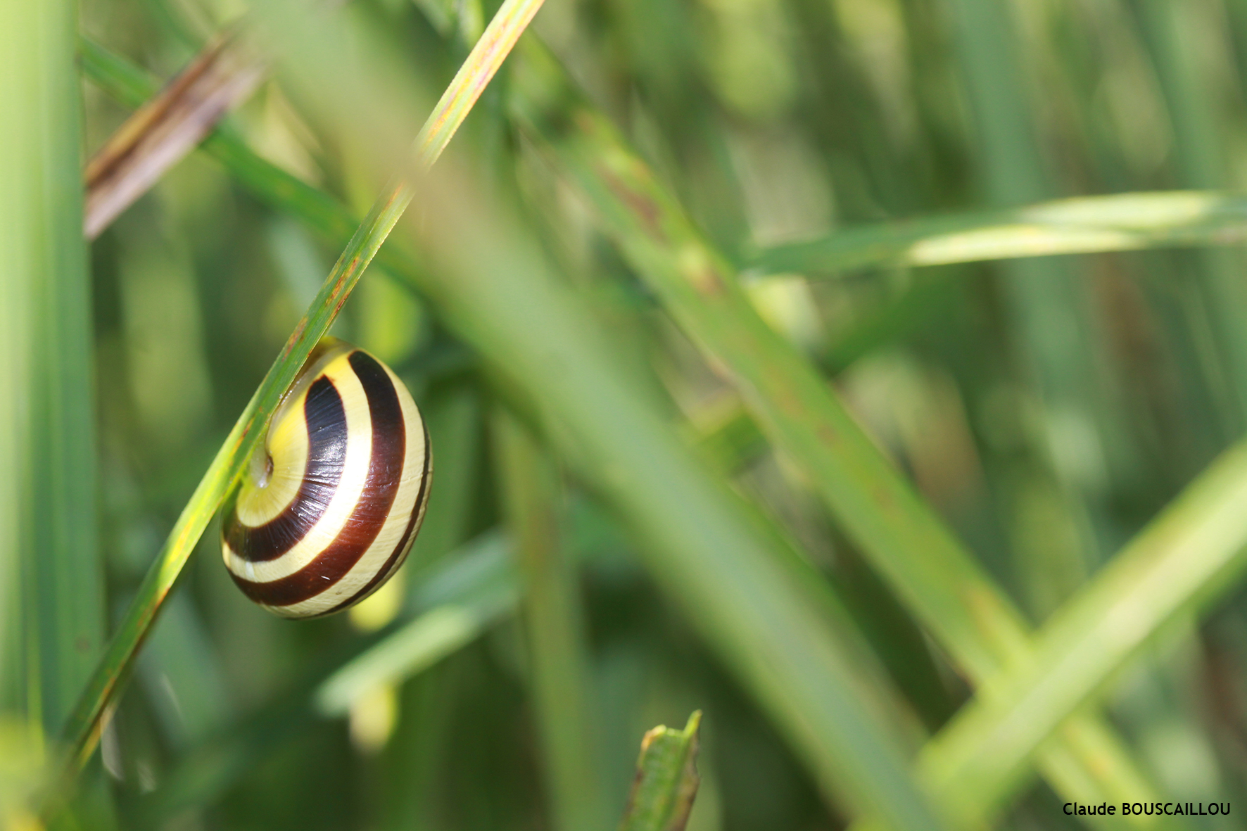 http://files.biolovision.net/www.faunegeneve.ch/userfiles/gasteros/Escargotdesjardins-Cepaeahortensis.jpg