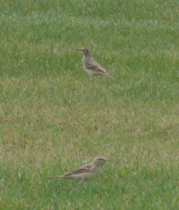 Pipits rousselines