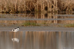 Avocette élégante