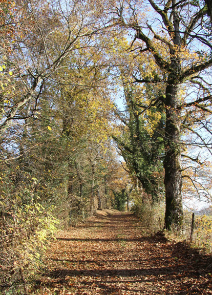 Chemin agricole dans le bocage à Crozet