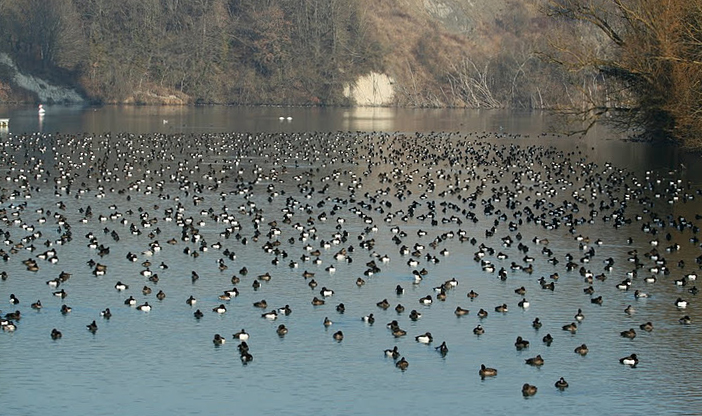 Quelques centaines de Fuligules morillons et milouins devant la retenue de Verbois
