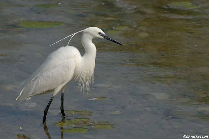 Aigrette garzette