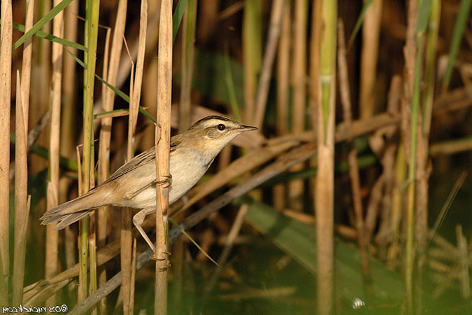 Phragmite des joncs