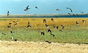Pointe de l'Aiguillon  � LPO Vend�e