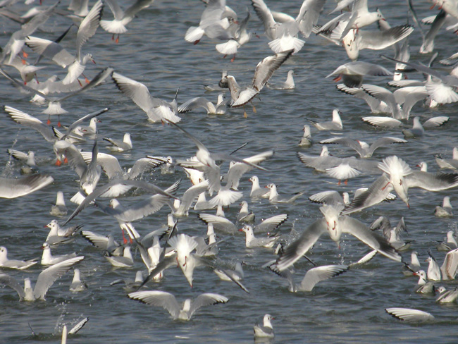 Mouettes rieuses F. Croset