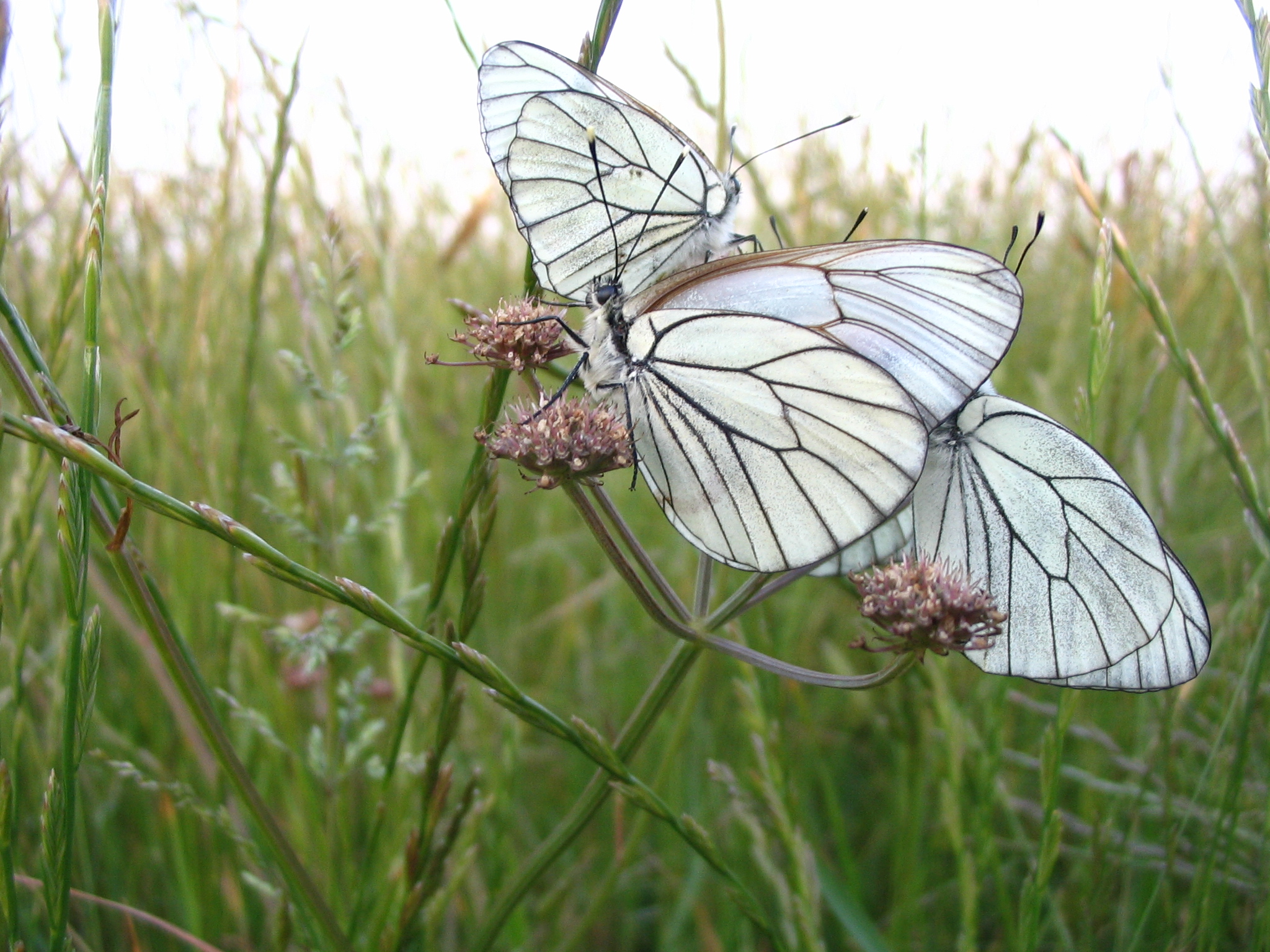 http://files.biolovision.net/www.nature79.org/userfiles/270505gaz8.jpg