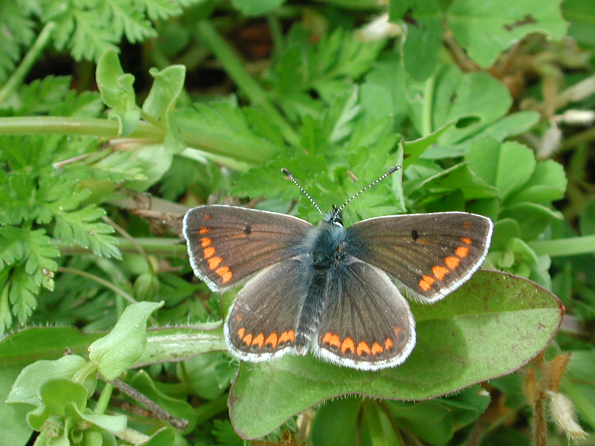 http://files.biolovision.net/www.nature79.org/userfiles/COINnaturaliste/colliercorail.JPG