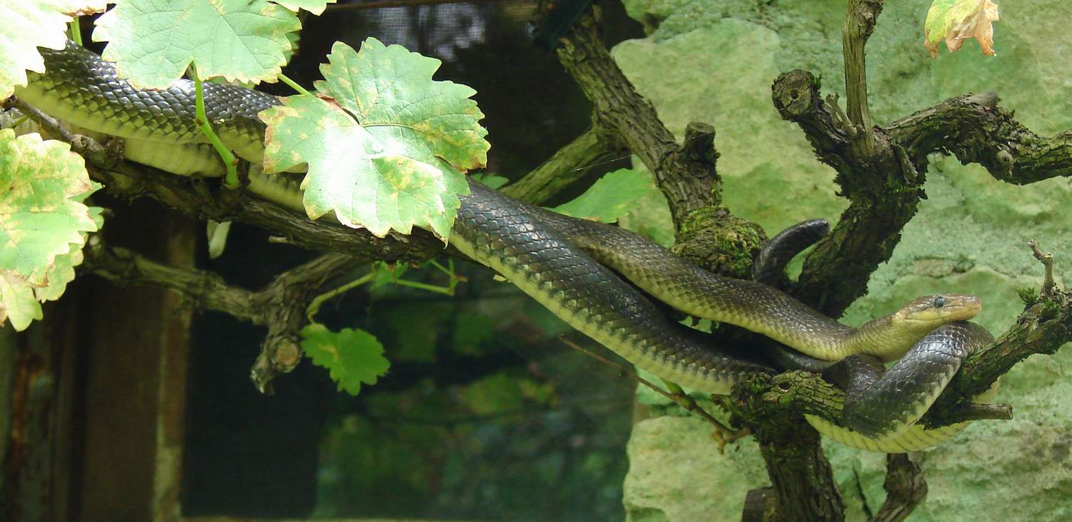 http://files.biolovision.net/www.nature79.org/userfiles/COINnaturaliste/herpeto/couleuvreesculapemontign150708rouiller.jpg