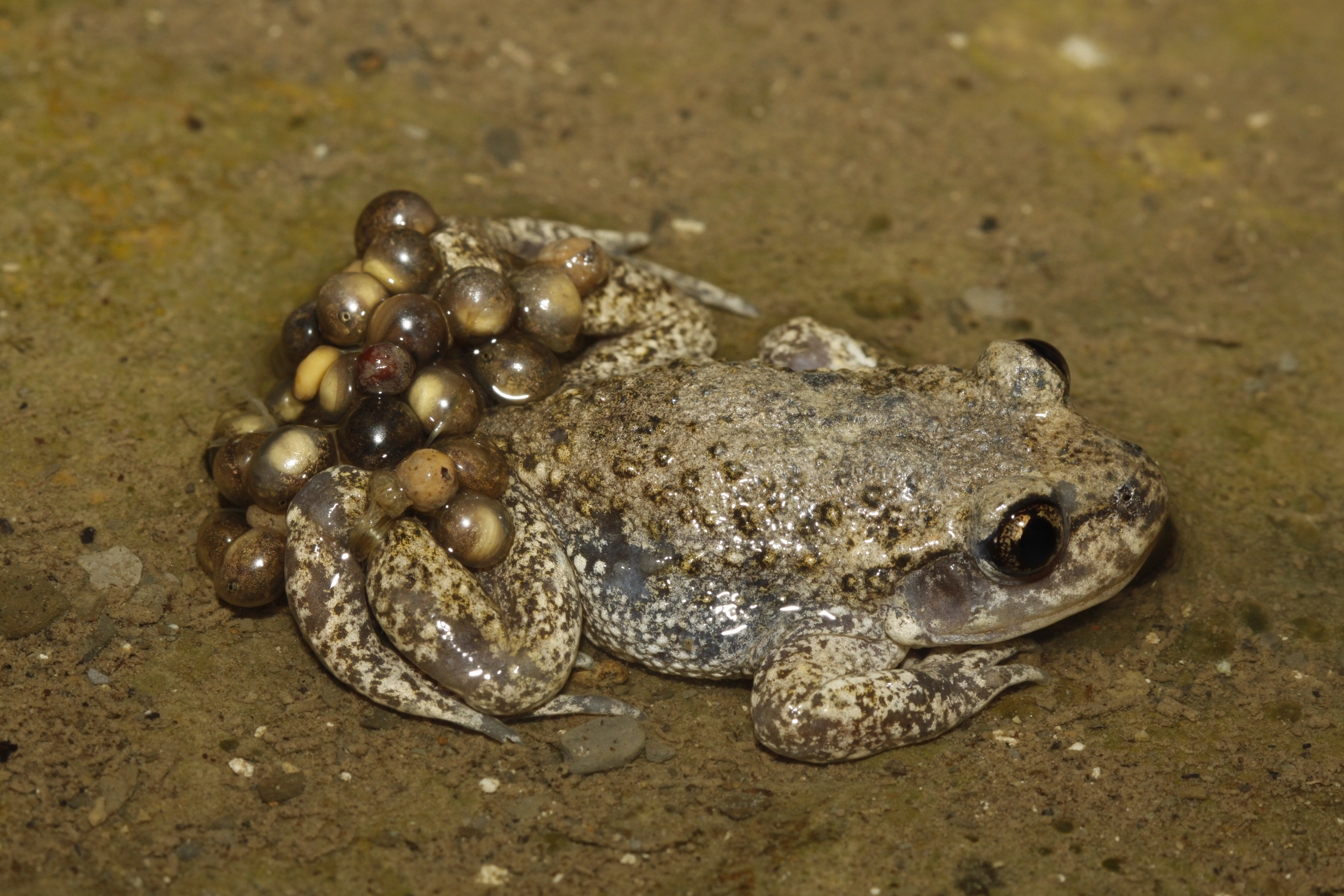 http://files.biolovision.net/www.nature79.org/userfiles/alyteoeufsFDore.jpg