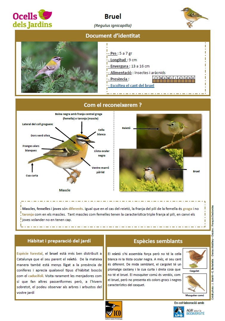 http://files.biolovision.net/www.ocellsdelsjardins.cat/userfiles/bruel.jpg