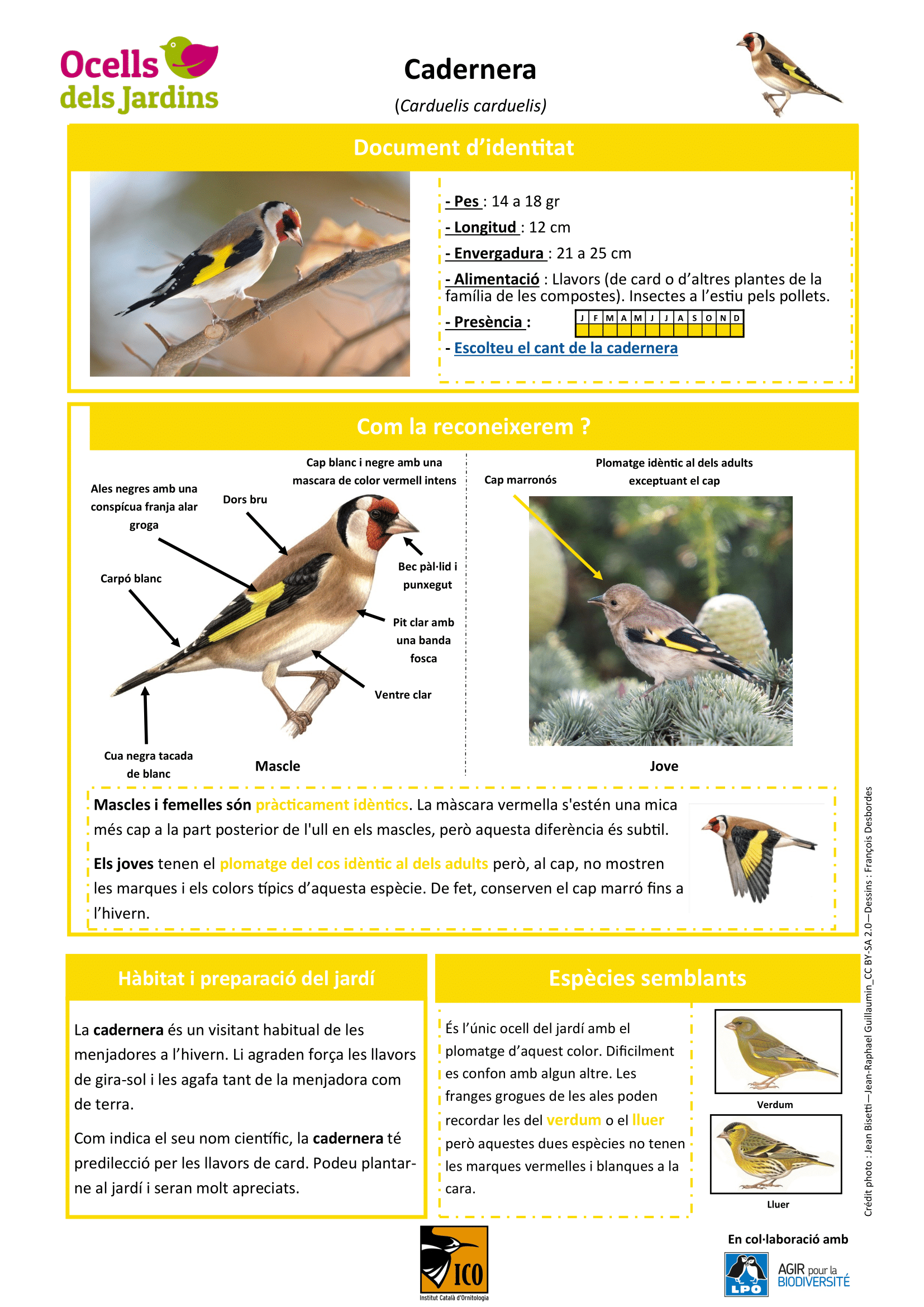 http://files.biolovision.net/www.ocellsdelsjardins.cat/userfiles/cadernera-1.png