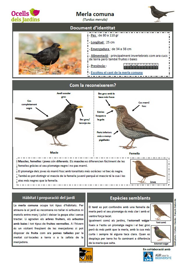 http://files.biolovision.net/www.ocellsdelsjardins.cat/userfiles/merla.jpg