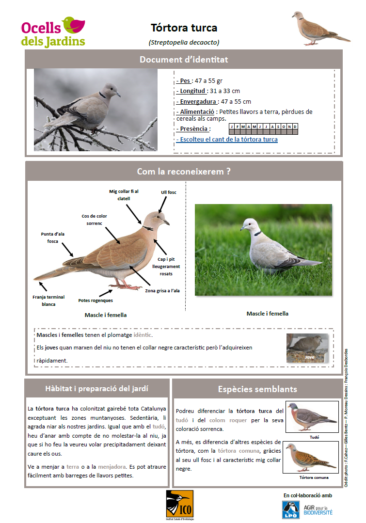 http://files.biolovision.net/www.ocellsdelsjardins.cat/userfiles/strtur.png