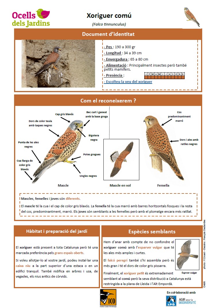 http://files.biolovision.net/www.ocellsdelsjardins.cat/userfiles/xoriguer.jpg
