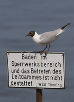 http://files.biolovision.net/www.ornitho.de/userfiles/LachmoeweRMartin.jpg