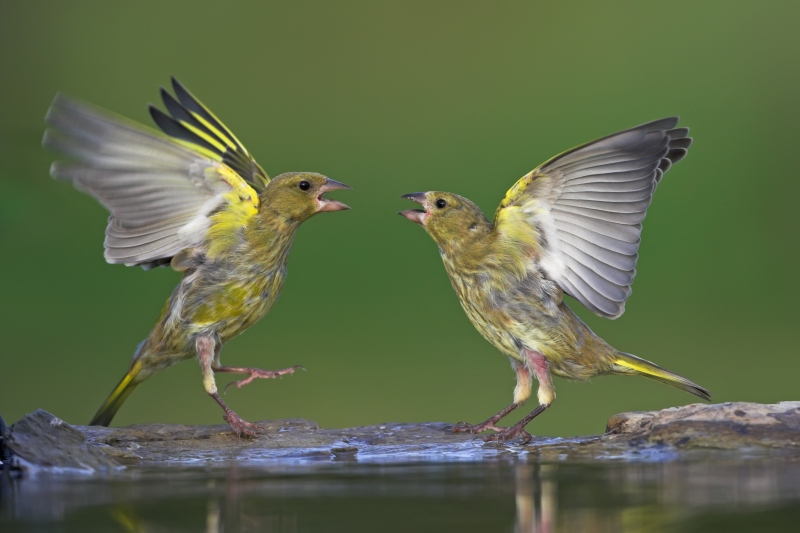 http://files.biolovision.net/www.ornitho.de/userfiles/infoblaetter/Anleitungen/GruenfinkMSchaef.jpg