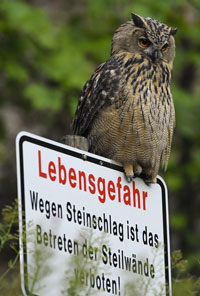 http://files.biolovision.net/www.ornitho.de/userfiles/infoblaetter/Anleitungen/UhuRKistowski.jpg