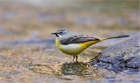 http://files.biolovision.net/www.ornitho.de/userfiles/infoblaetter/Anleitungen/Vogelmonitoring/WVZ/Gebirgsstelze-AHeiland.jpg