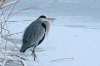 http://files.biolovision.net/www.ornitho.de/userfiles/infoblaetter/Anleitungen/Vogelmonitoring/WVZ/Graureiher-KGauger.jpg