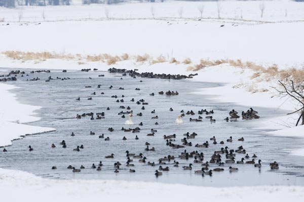 http://files.biolovision.net/www.ornitho.de/userfiles/infoblaetter/Anleitungen/Vogelmonitoring/WVZ/Stockenten-MPutze.jpg