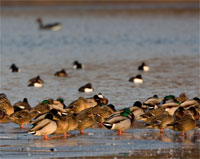 http://files.biolovision.net/www.ornitho.de/userfiles/infoblaetter/Anleitungen/Vogelmonitoring/WVZ/Wasservoegel-HGlader.jpg