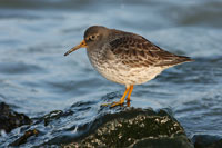 http://files.biolovision.net/www.ornitho.de/userfiles/infoblaetter/Anleitungen/Vogelmonitoring/WVZ/meerstrandlaeufer-ritzel.jpg
