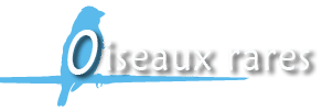 Oiseaux rares
